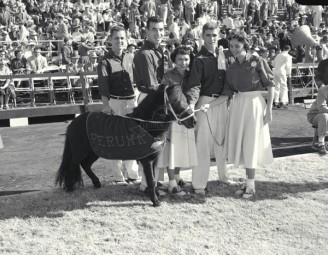 1954 Cheerleaders and Peruna At Cotton Bowl